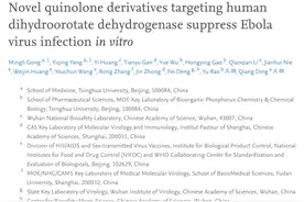 清华等团队最新研究：发现可高效抑制埃博拉病毒感染的化合物图片