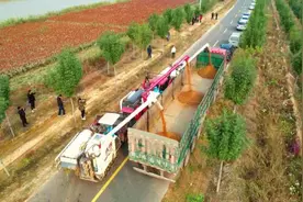 德州平原：河滩盐碱地种植“矮秆高粱”，生态、经济效益双提高图片