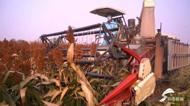 德州平原：河滩盐碱地种植“矮秆高粱”，生态、经济效益双提高