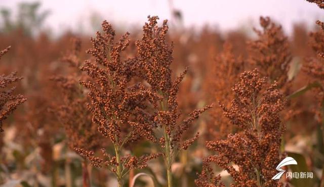 德州平原：河滩盐碱地种植“矮秆高粱”，生态、经济效益双提高