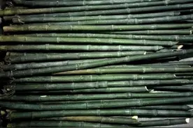 “玉竹”制作实操手册，教你做到好玩又省钱图片