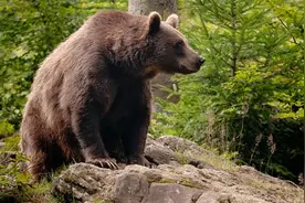 男子骑车被棕熊袭击 一脚将其踢退后逃生图片