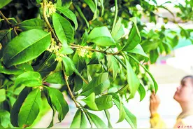 最是秋意浓 满城桂花香图片
