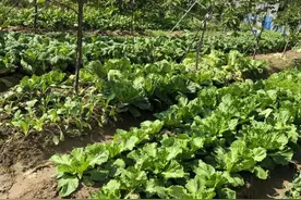 蔬菜比猪肉还贵，杭州女子一张图让网友羡慕坏了！何时恢复，官方最新回应图片