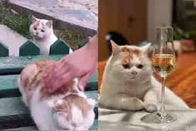 幸福来得太快！表情包委屈猫猫被领养图片