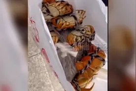 妻子在抗疫一线3天没回家，丈夫带来大闸蟹硬核投喂视频封面