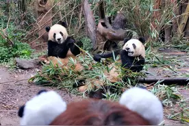 听专家给你摆：大熊猫的那些“冷知识”图片