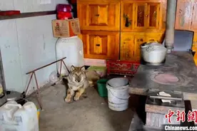 青海村民家中闯入觅食野狼 民警及时化险为夷图片