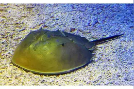 跟我一起读“hòu鲎”图片