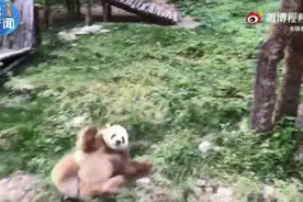 七仔有望当爸爸啦图片