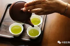 颠覆认知：绿茶不抗氧化！那它是怎样促进健康并延缓衰老的？图片