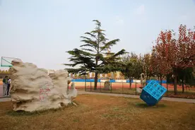 雪松树的重生——从一棵树看寿光圣城中学的人文情怀图片