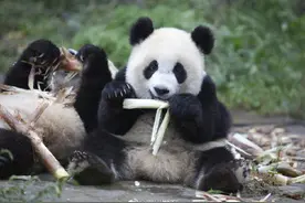 最新！四川大熊猫达1935只图片