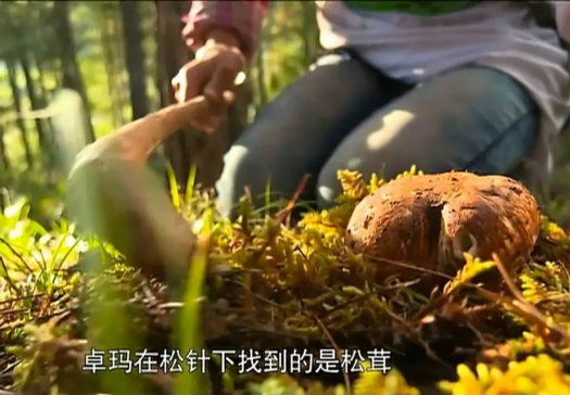 吃鸡、松茸、手抓羊肉，给人类学家带了怎样的考验？