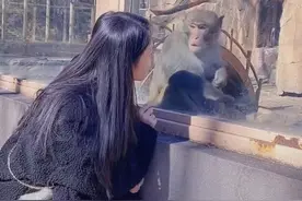 吉林一女游客逗猴却把猴子吓得摔了，网友神评：猴子也怕母老虎图片