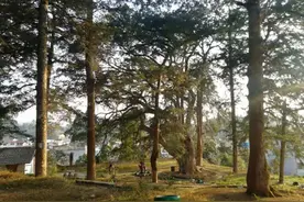 梧椿山旮旯儿有“莆田最大古树群”图片