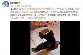 没拿自己当外人！小熊猫跑游客房间吃零食畅玩图片