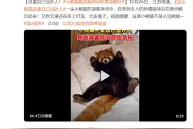 没拿自己当外人！小熊猫跑游客房间吃零食畅玩图片