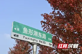 益阳：枫华正茂 红枫大道邀您来打卡图片