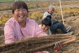 吃过山药你见过挖山药没？老“把式”一天才能挖200米图片
