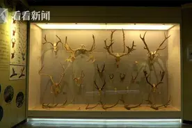 麋鹿曾在中国大地上灭绝？它们如何从零只生长到近万只？图片