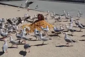 澳大利亚男子为搏眼球把自己埋在薯条堆里 引来大量海鸥抢食图片