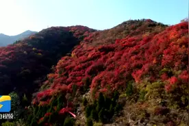 潍坊青州：正是红叶漫山野图片
