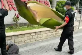 五花八门的行道树，都是怎么选拔出来的？图片