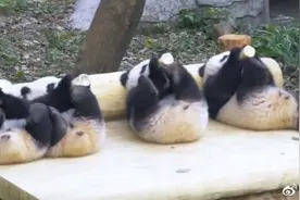 可可爱爱！喝瓶瓶奶熊猫宝宝的极致享受图片