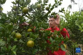 “80后”硕士研究生返乡做“新农人”：我的舞台在农村图片