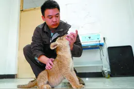 石家庄动物园里的“超级奶爸”图片