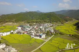 “粤北粮仓”再焕生机！南雄市珠玑镇优质稻的产业化发展之路图片
