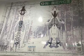 主人眼中的救命稻草——中医，真的能给宠物带来奇迹吗？图片