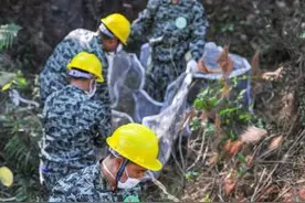 防控松材线虫病疫情蔓延 广东部署五年攻坚行动图片