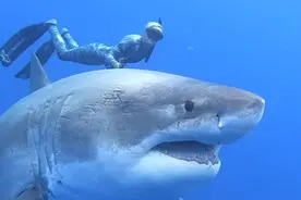 白鲨“看走眼”咬人？最新研究：在白鲨眼中，水上运动的人类与其他海洋生物很相似图片