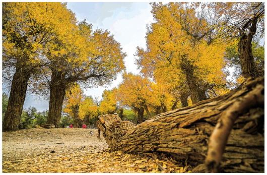 御梦西游可以领钱（什么是额济纳）