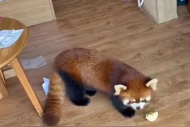 小熊猫爬进游客房间萌翻全场，酒店：是否进屋全看它意愿图片