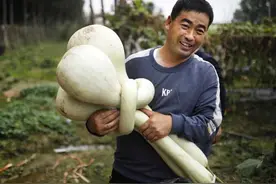 河北大城：工艺葫芦富乡村图片