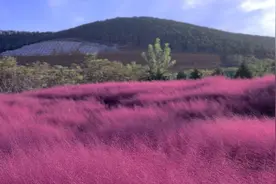 约起！|来山财大邂逅秋日浪漫——粉黛雾海图片