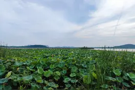 武汉买房区域评测：除了莲藕、牛骨头、中法生态新城还有什么？图片