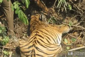 男子发现一只老虎在喝水，许久都不上岸，大胆走近发现悲剧图片