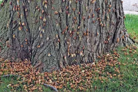 300亿只知了猴在美国泛滥，在中国卖1~2元一只，依旧供不应求图片