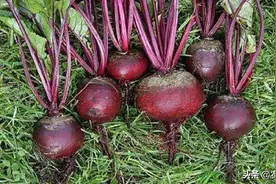 提高甜菜种植效益从播种开始图片