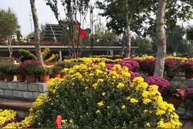 我花开后百花杀图片