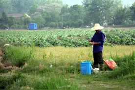 “草甘膦”打后几天可以播种农作物？看看专家怎么建议图片