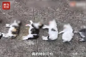 视频丨男子闯入前女友家摔死7只小猫 女方还多次遭家暴…图片