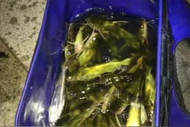 七里滩水电站，垂钓黄颡鱼收获很多，因为我注意了这些细节图片