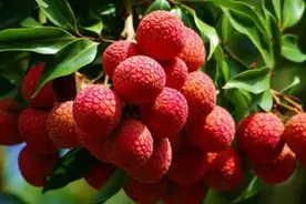 荔枝怎么栽培种植？栽培方法与注意事项有这些，一起来看看图片