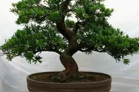 日常家居盆栽花草种植养护系列之——（罗汉松篇）图片