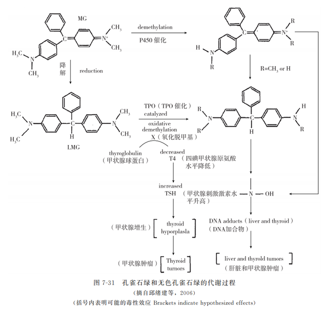 动物源性食品中有害化学物质及污染物的检测———孔雀石绿